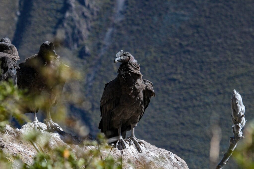 cañon del colca